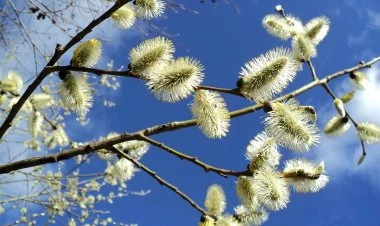 Aprel ayında hava necə olacaq?