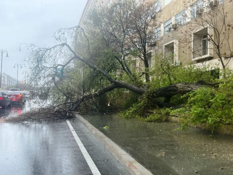 Bakıda güclü külək nəticəsində 34 ağac aşıb
