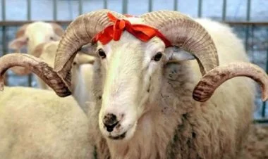 Qurban bayramı ilə bağlı fətva verildi