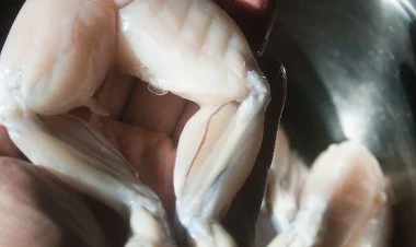 Azərbaycan İtaliya və Fransaya qurbağa ayaqları satır