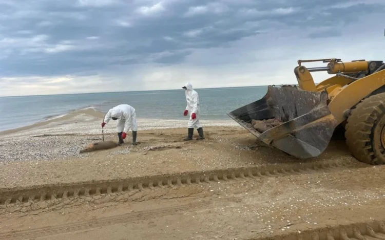 Xəzər dənizi sahilində 279 ölü suiti aşkarlanıb