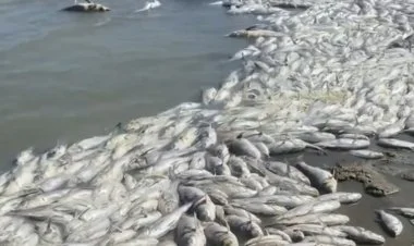 Bakıda balıqların kütləvi ölümü ilə bağlı araşdırma aparılır