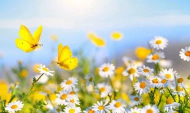 Yay fəsli Azərbaycana iyunun 21-i daxil olacaq