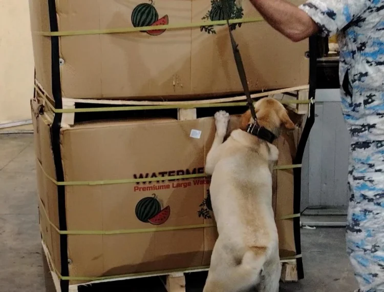 İrandan “təzə qarpız” adı ilə narkotik keçirmək istəyiblər