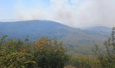 Cəlilabadda meşədə yanğın başlayıb YENİLƏNİB