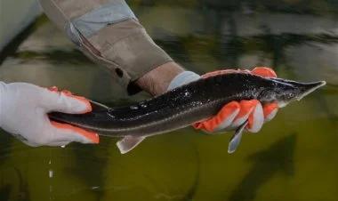 Azərbaycan balığı Avropa ölkələrinə ixrac olunacaq