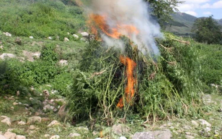 Zəngilanda 1 tona yaxın yabanı çətənə bitkisi aşkar edilib