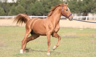 Qarabağ və Dilbaz at cinslərinin genetik xəritəsi hazırlanır
