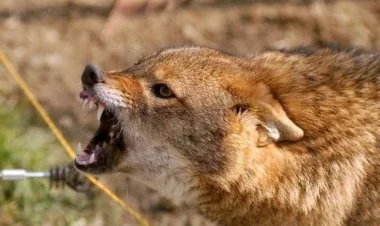 Ucarda çaqqal insanlara hücum edib