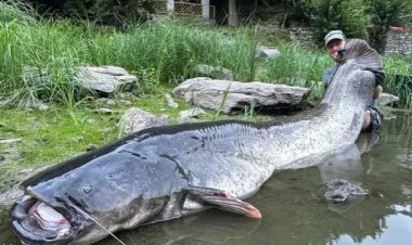 Çexiyada 3 metrlik naqqa balığı tutulub