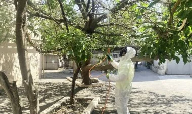 Bakıda ağ Amerika kəpənəyi ilə mübarizə başlayıb FOTO