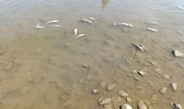 Kürdə balıqlar məhv olur: araşdırma başlayıb