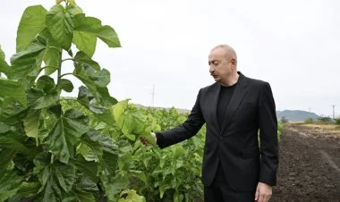 İlham Əliyev Daşbulaq kəndində tut bağları ilə tanış olub