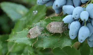 Gürcüstanla həmsərhəd rayonları iyli böcəklər basıb FOTO