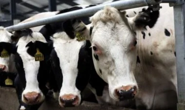 Gürcüstandan Azərbaycana heyvan idxalına məhdudiyyət