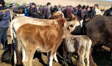 Bu gündən Azərbaycanda heyvan bazarları bağlanır