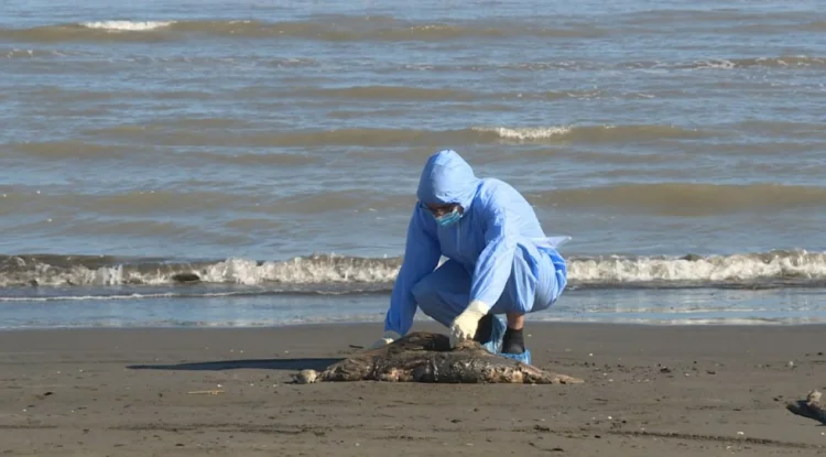 Xaçmaz sahilində suiti cəsədlərindən nümunələr götürülüb