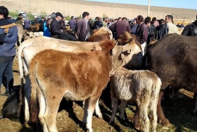 Bu gündən Azərbaycanda heyvan bazarları bağlanır