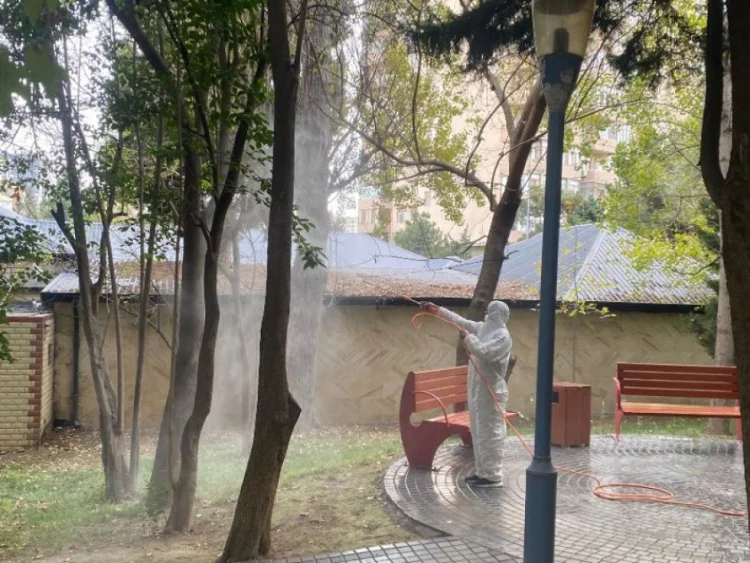 Bakını Amerika ağ kəpənəkləri basıb