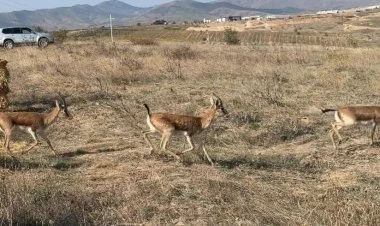 Cəbrayıla yeddi baş ceyran buraxılıb