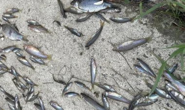 Samur-Abşeron kanalında balıqlar kütləvi tələf olub