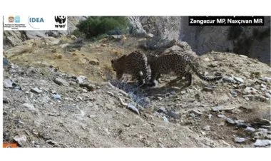 Zəngəzur Milli Parkında bəbir və iki balası görüntülənib