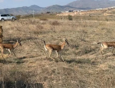 Cəbrayıla yeddi baş ceyran buraxılıb