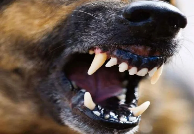 Balakəndə çoban iti yaşlı kişini parçalayaraq öldürüb