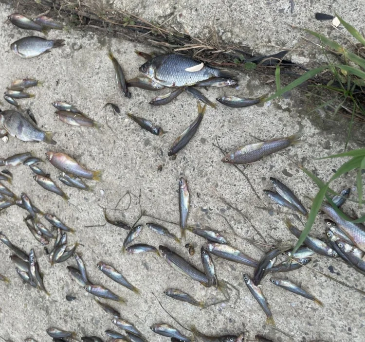 Samur-Abşeron kanalında balıqlar kütləvi tələf olub