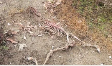 Ucarda canavarlar kəndə hücum edib - 6 qoyun tələf olub