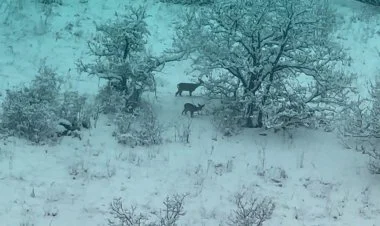 Kəlbəcərdə ana-bala cüyürlər görünüb