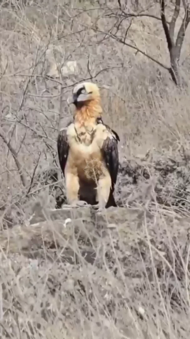 Laçında Saqqallı kərkəs görünüb