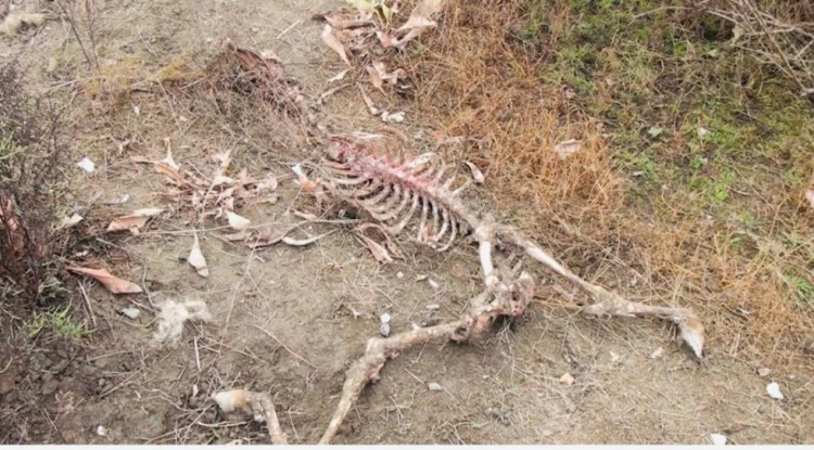 Ucarda canavarlar kəndə hücum edib - 6 qoyun tələf olub