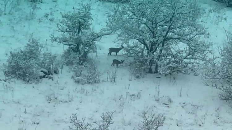 Kəlbəcərdə ana-bala cüyürlər görünüb