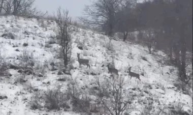 Laçının dağ yamaclarında cüyürlər görünüb