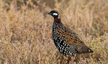 Bəzi yerlərdə "Qırmızı kitab"dakı heyvan ətləri satılırmış