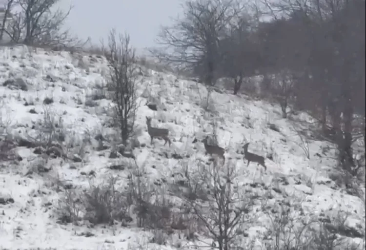 Laçının dağ yamaclarında cüyürlər görünüb