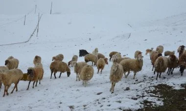 Külək əsəcək, duman olacaq, rayonlara qar yağacaq