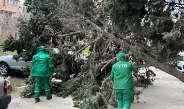 Bakıda güclü külək indiyədək 19 ağacı sındırıb FOTO