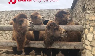 "Formula 1" yarışları mərkəzdən "Sea Breeze"ə köçürülsün