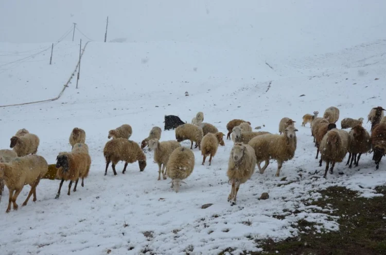 Külək əsəcək, duman olacaq, rayonlara qar yağacaq