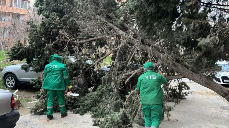 Bakıda güclü külək indiyədək 19 ağacı sındırıb FOTO