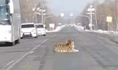 Xabarovsk vilayyətində pələng nəqliyyatın hərəkətini pozub