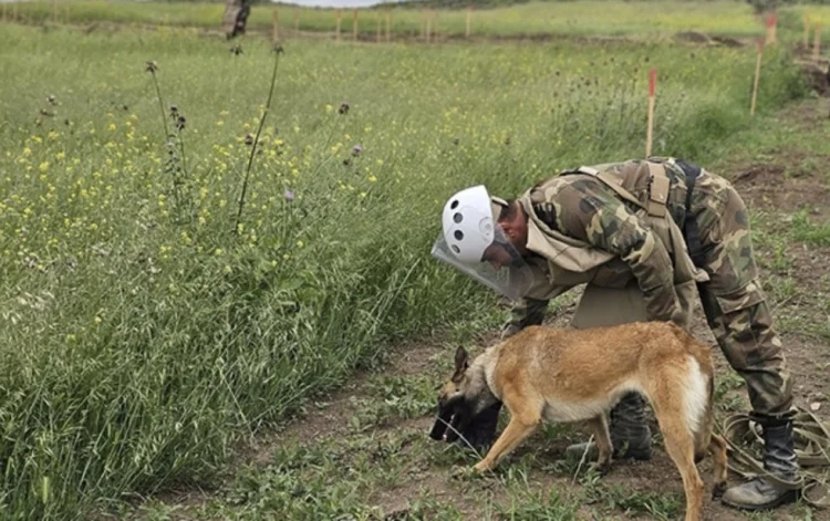 Azad edilmiş ərazilərdə daha 23 mina, 743 PHS aşkarlanıb
