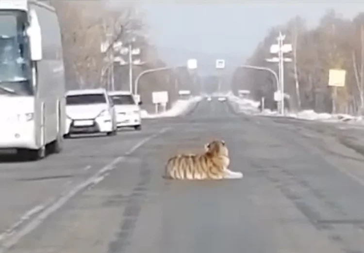 Xabarovsk vilayyətində pələng nəqliyyatın hərəkətini pozub