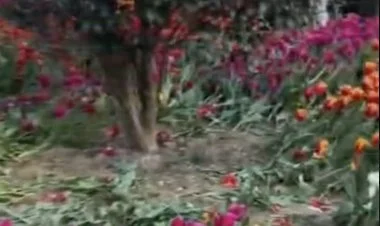 Bulvarda vəhşilər gül yataqlarına ciddi ziyan vurublar FOTO