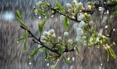 Ölkənin bəzi rayonlarında güclü yağış yağır