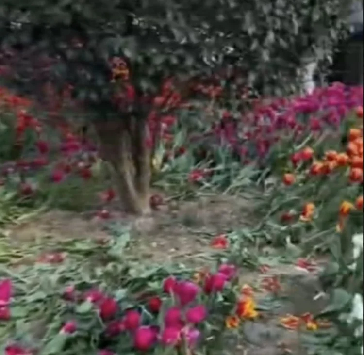 Bulvarda vəhşilər gül yataqlarına ciddi ziyan vurublar FOTO